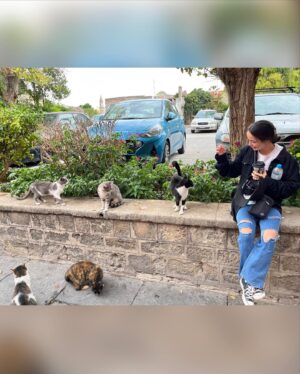 Vanessa Merrell Instagram - *travels to different countries and comes back with only cat content   a monkey*