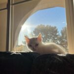 Vanessa Merrell Instagram - Our new little family ♡ meet Legolas (the white cat) and Aragorn (the black cat)! John surprised me with them for my bday from @kittenrescuela ♥ they’re already so sweet and cuddly and the loveeee to play! 🥺