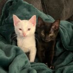 Vanessa Merrell Instagram - Our new little family ♡ meet Legolas (the white cat) and Aragorn (the black cat)! John surprised me with them for my bday from @kittenrescuela ♥ they’re already so sweet and cuddly and the loveeee to play! 🥺