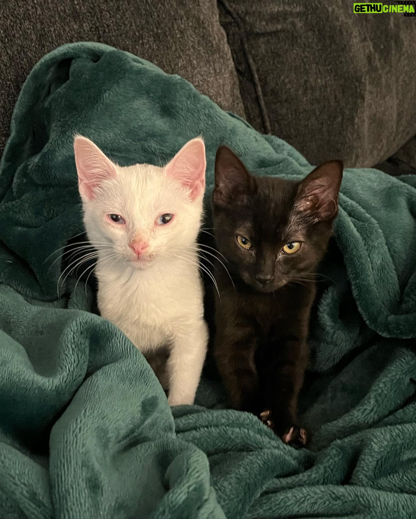 Vanessa Merrell Instagram - Our new little family ♡ meet Legolas (the white cat) and Aragorn (the black cat)! John surprised me with them for my bday from @kittenrescuela ♥ they’re already so sweet and cuddly and the loveeee to play! 🥺