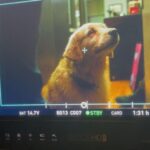 Vanessa Ray Instagram – 🎉🎉🎉🎉🎉🎉🎉🎉🎉🎉
Tonight is the 250th episode of @bluebloods_cbs 
Congratulations to the cast🎭 and crew 🎬
🥰❤️🥰THANK YOU all so much for having dinner with us every Friday night at 10pm on @cbstv @paramountplus 

(Scroll til the end…🐕)