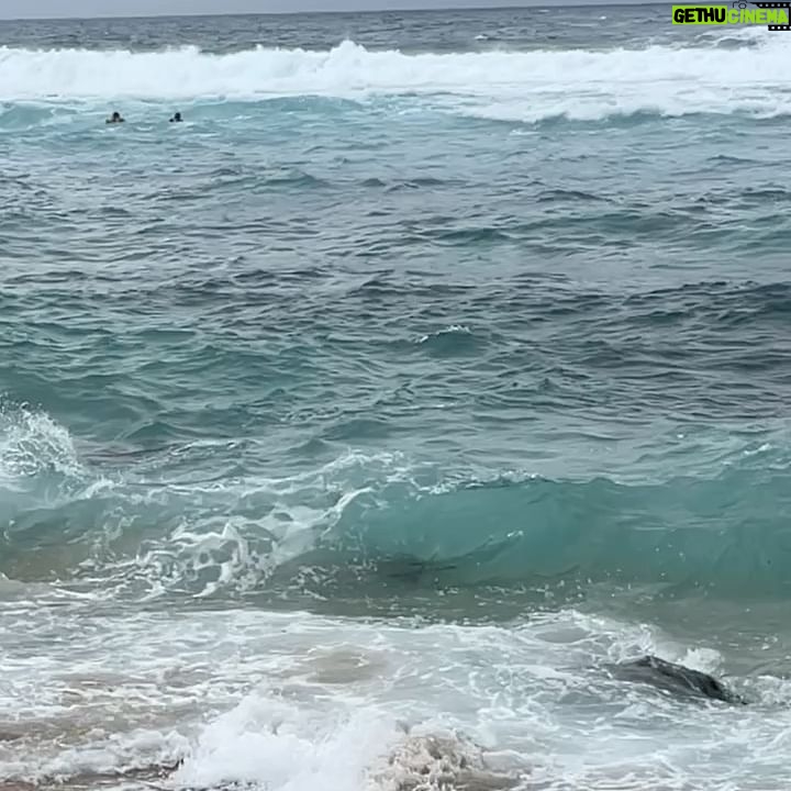 Vanessa Villela - 15.6K Likes - Maui!!! 🌴 Wow what a beautiful place on earth! 😍Found a secret gem in paradise! My beach house was a dream, waking up with the sound of the waves, being able to jump into the ocean on my doorstep, walking on the beach with turtles and the most beautiful raw nature😍 I highly recommend you this place @paiainn ✨✨✨✨
¡Encontré una joya secreta en Maui! Mi casa de playa era el paraíso, un sueño, despertar con el sonido del océano, caminar en la playa con tortugas y la naturaleza más hermosa 😍 @paiainn ✨✨✨✨
Thanks Michael for the excellent hospitality!!
4th photo is my favorite!!!☺️
Photos by my Hubby @tomfraud ❤️Milla Bikini by @lascivious 👙 🖤
Butterfly necklace “The power of Love” by Vanessa Villela Link in my BIO
Abs by my favorite pilates place @karenlordpilates