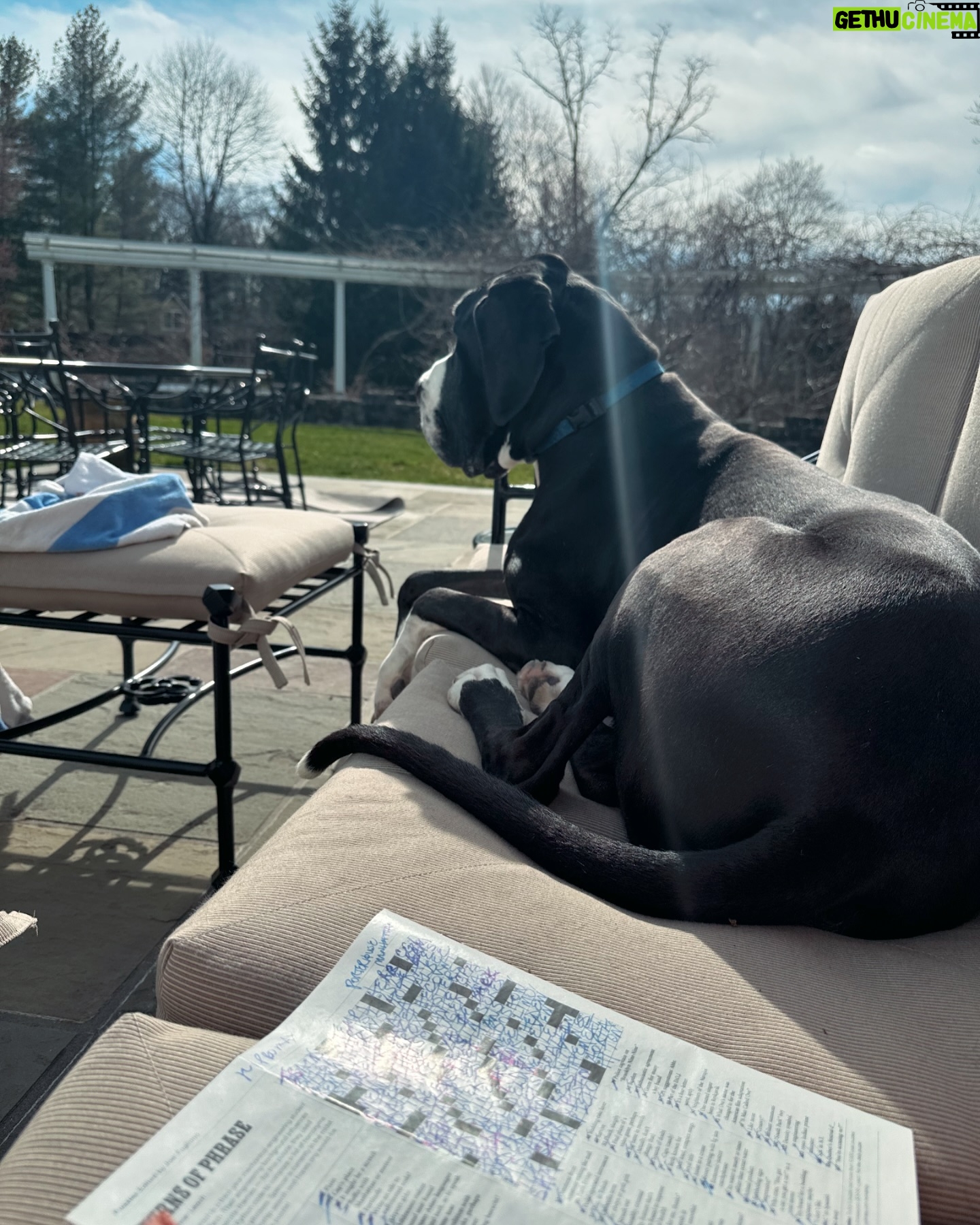 Vanessa Williams Instagram - Welcoming Easter joy and light to this blessed season 🐣Here’s my big bunny, Roscoe 🐾🐰 Happy Sunday