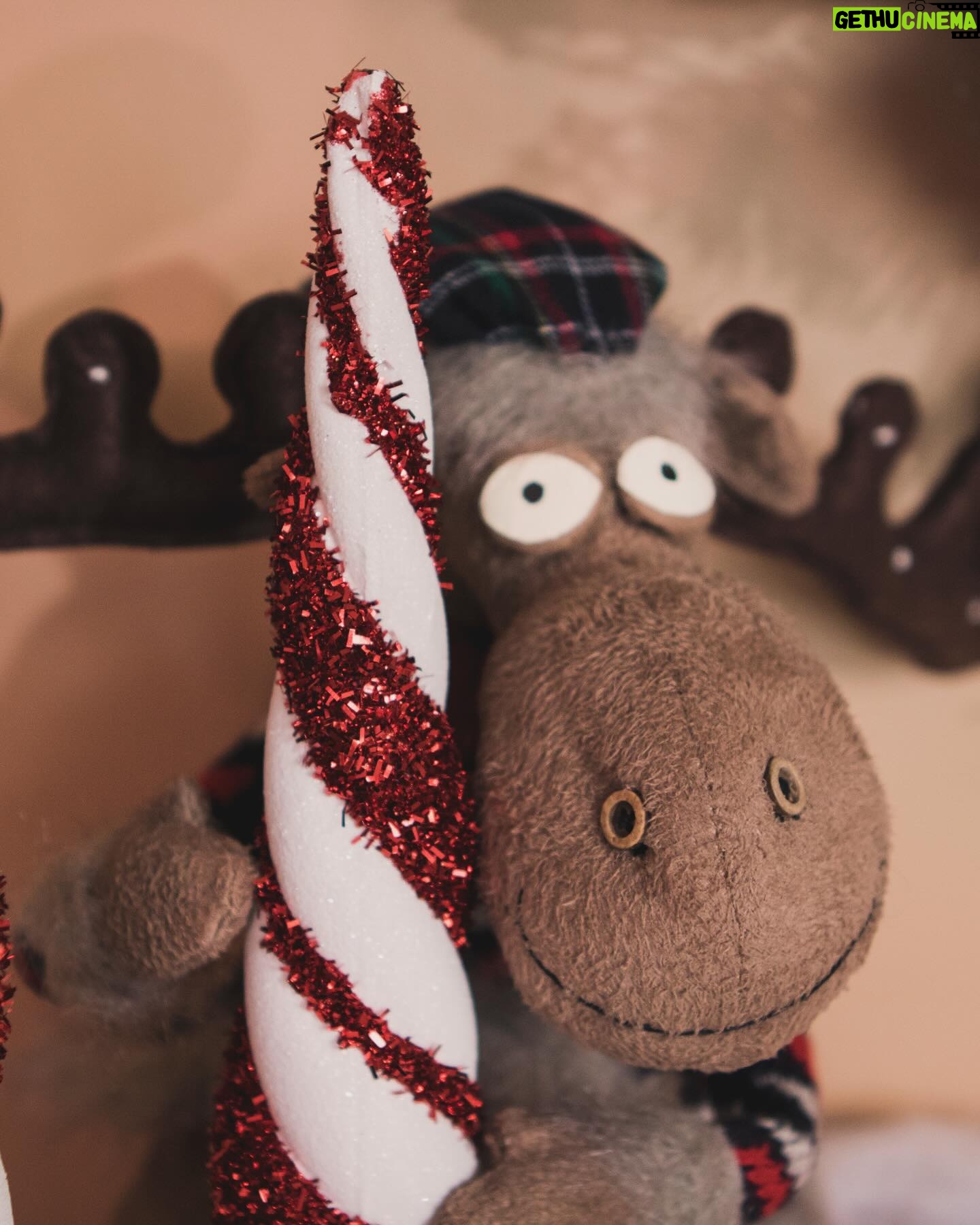 Vera Bambi - 4.1K Likes - Just a happy girl with my hot chocolate and Christmas Moose buddy. His name is Steve. He definitely looks like a Steve. But you gotta say it in your lowest voice and drag out the “eve” like “Steeeve”. Then on the 24th you can wish us a Merry Christmas steeeEVE