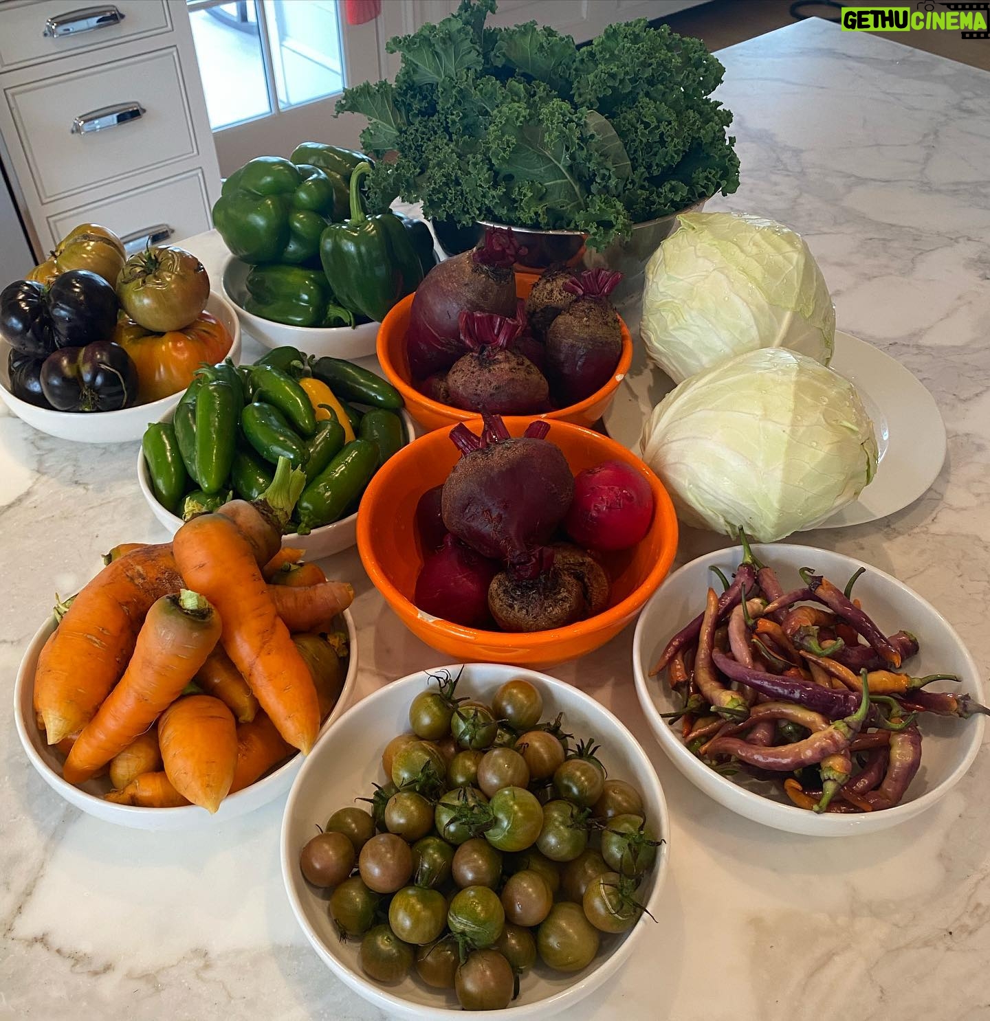 Vera Farmiga Instagram - End of season #organicgardening delights. #backyardfood @rennhawkey #greenthumb