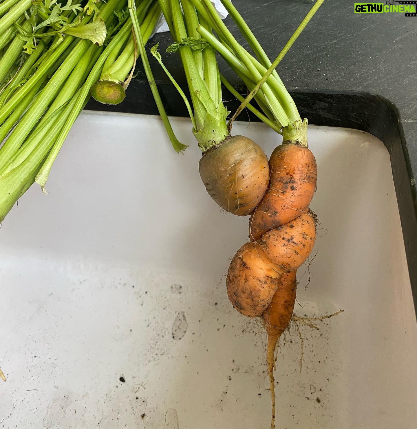 Vera Farmiga Instagram - @RennHawkey and I, we grow #carrotsinlove. 🥕🥕❤️❤️❤️