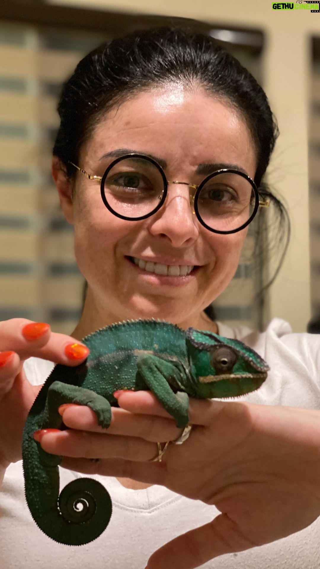Violeta Isfel Instagram - Te presento al nuevo integrante de la familia… ASLAN UNKULUNKULU ISFEL BERNAL Un amoroso y buena onda 😎 #camaleónpantera Si quieres saber más de él y cómo llego a nuestra vida, entra a mi #facebook (link en mi biografía) #violetaisfel #mascota #reptiles Mexico City, Mexico
