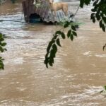 Virgínia Wanderley Instagram - O Rio Grande do Sul precisa de ajuda! São dias de chuva, que causaram uma verdadeira calamidade, eu tô muito triste e mexida com tantas cenas de destruição, é desesperador ver o estado em baixo d’água, famílias que perderam tudo e infelizmente o número de fatalidades só cresce. Vamos ajudar! Precisamos de todos, de voluntários, de alimentos, água potável, ajude como puder! ( infos no meu stories ) Pix: pessoalwn@gmail.com