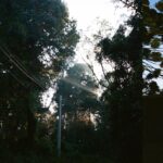 Vitória Falcão Instagram - encontrar diferentes respostas pras mesmas perguntas ao virar uma curva ver outras entradas de luz contar curvas montanhosas ao invés de prédios num skyline ver a cara de bichos que não sei o nome mas sei quem são imaginar tudo que vejo aqui, existindo do outro lado . como a fundação de um edifício, ou raízes de uma árvore o que seria a raiz de uma cachoeira?