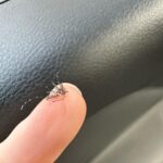 Vitória Falcão Instagram - ai ai, são paulo (e uma fuga rapidinha em goiânia). esse é um apanhado dos últimos dias. bem no aleatório mesmo. dos encontros cheios de amor a um muquitin q queria me pegar e sem querer eu peguei ele. tomara que eu lembre q dia foi esse da foto da sombra. tomara que a vida esteja viva por aí, com o exercício da coragem, delícias de milho, sem dengue, skincare em dia, dando tempo pra quem vc ama……. vejo uns por aí na última foto. aqui em sp, bh e rio. sou aleatória sempre, eu sei. mas hoje eu tou totalmente totalmente. tchau