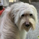 Vivian Sung Instagram – I’m a Dog person, and you ?  Woof Woof 🦴