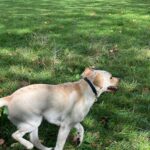 Vivian Sung Instagram – I’m a Dog person, and you ?  Woof Woof 🦴