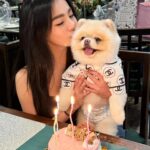 Wanida Termthanaporn Instagram - My boy turned 4 today 🤗🎉 🎂 🐶 มามี๊ขอให้หนูเป็นเด็กดี ไม่กัดคน ไม่ดุร้าย และมีสุขภาพแข็งแรงนะคับ มามี๊รัก NonNon ที่สุดในโลกกกก ❤️🤱🏻 #ลูกในไส้ #ลูกแท้แท้ #คลอดมาเอง