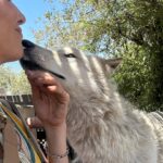Whitney Cummings Instagram – Thank you @wolfconnection for the wolfie time 🐺 cc: @mirandacosgrove @hannahstocking