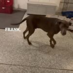 Whitney Cummings Instagram – My dog learned how to play catch with himself 🤦🏻‍♀️