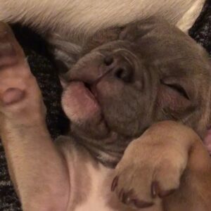 Whoopi Goldberg Instagram - My second grand puppy. Limbo Louie. #puppy #frenchbulldog #frenchie #snoring @limbolouie_thefrenchie