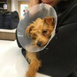 Willa Holland Instagram – our sweet angel pup is in the emergency room, she may lose her left eye
🙏🏼 please pray for billie 🙏🏼
thank you