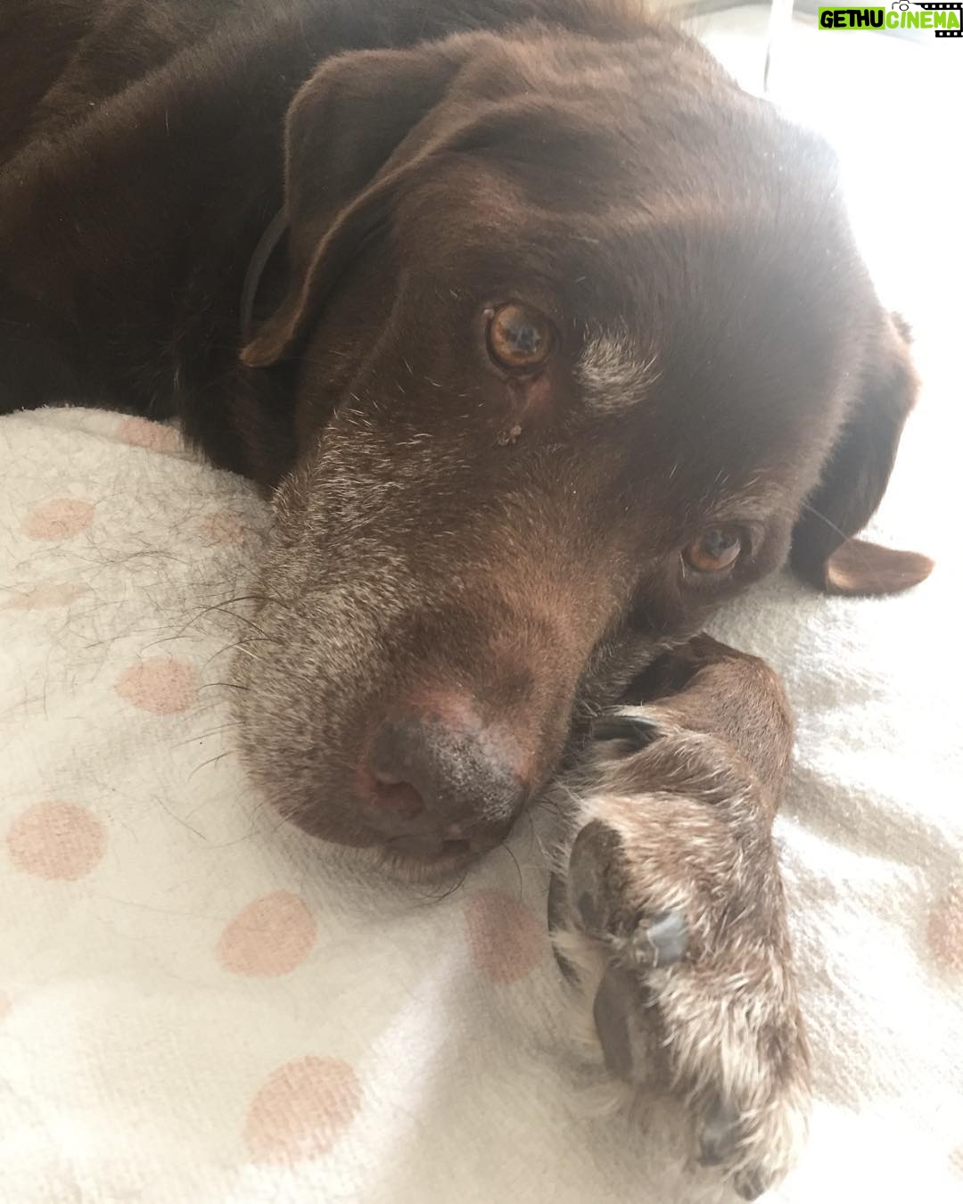Willa Holland Instagram - all dogs go to heaven Rip♥️