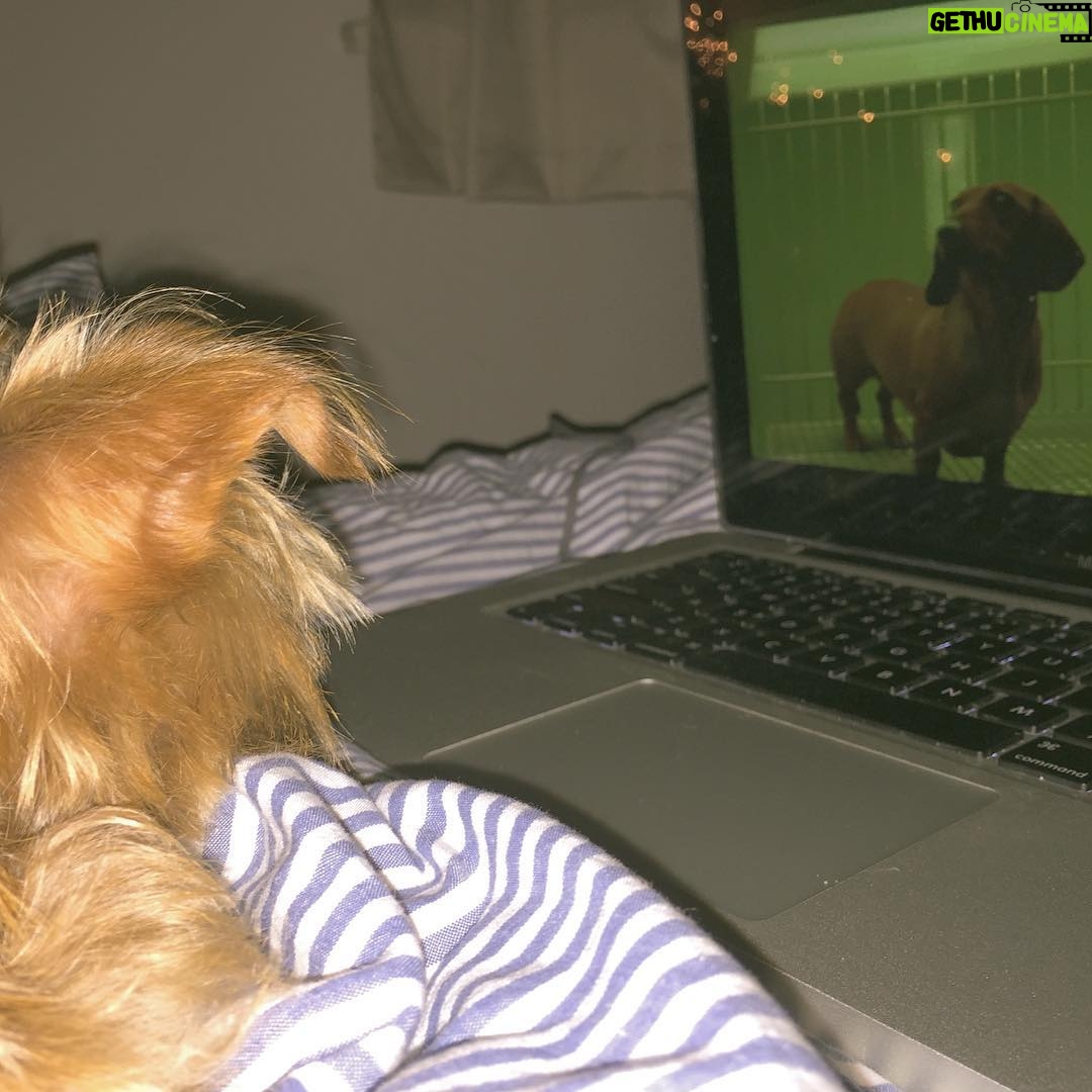 Willa Holland Instagram - she made us stay up all night watching wiener-dog
