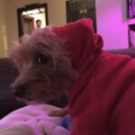 Willa Holland Instagram – yes billie, I smelt that fart