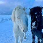 Willow Shields Instagram - First 48 hours in Iceland• stuck in a horrible blizzard, took us over 6 hours to dig ourselves out, learned to use tractors, got shocked by an electric gate, slipped on the ice, and only ate a bag of chips and soup. But also met 3 week old puppies, beautiful horses, and wonderful people. 🫶🏻