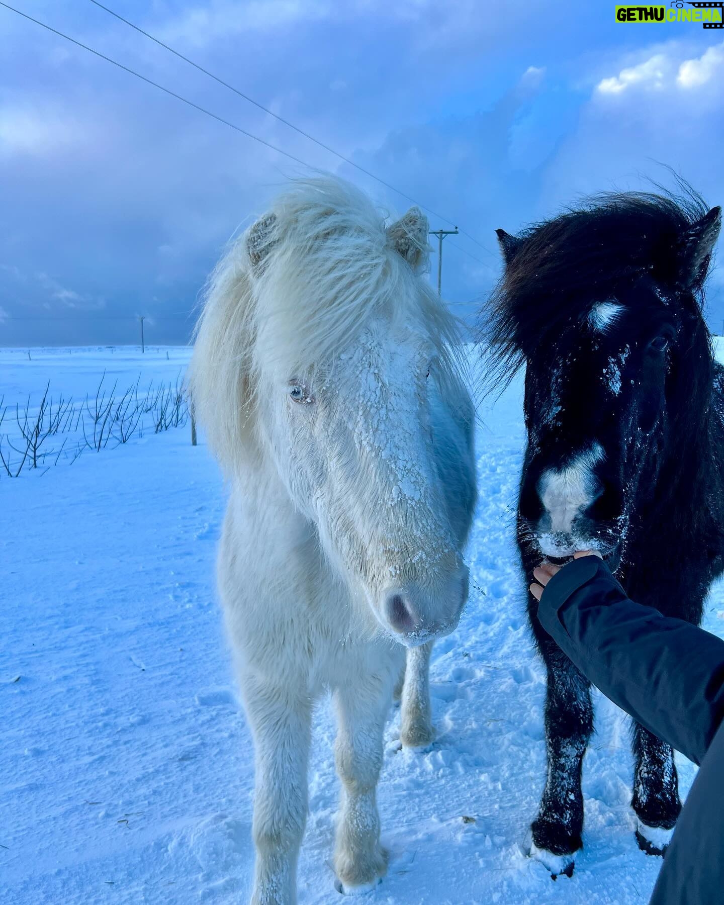 Willow Shields Instagram - First 48 hours in Iceland• stuck in a horrible blizzard, took us over 6 hours to dig ourselves out, learned to use tractors, got shocked by an electric gate, slipped on the ice, and only ate a bag of chips and soup. But also met 3 week old puppies, beautiful horses, and wonderful people. 🫶🏻