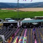 Wilma Elles Instagram – Cafer Andic in muhteşem Lavanta Defileesindan @modacicafer #tekirdag #ruelavande