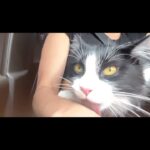 Ximena Córdoba Instagram - Adoptar a sido lo más maravilloso ♥️ amo esta canción! Escúchala 🙏 @adopta.mx @adopt_amor @adoptaunamigo_cdmx @adoptanocompres @adoptaamor_perruno