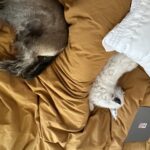 Xolo Mariduena Instagram - Amores Perros.