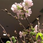 Yûko Takeuchi Instagram - ・ おかえりアヤコJAPAN❣️ 昨日、お祝いにいただいた 我が家の桜も見頃ですよぅ (o^^o)