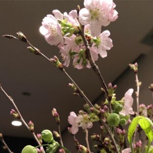 Yûko Takeuchi Instagram - ・
おかえりアヤコJAPAN❣️
昨日、お祝いにいただいた
我が家の桜も見頃ですよぅ
(o^^o)