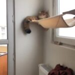 Yıldız Tilbe Instagram -