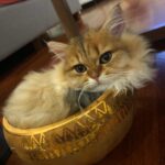 Yıldız Tilbe Instagram -