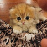 Yıldız Tilbe Instagram -
