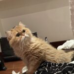 Yıldız Tilbe Instagram -