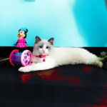 Yıldız Tilbe Instagram -