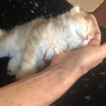 Yıldız Tilbe Instagram -