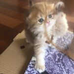 Yıldız Tilbe Instagram -