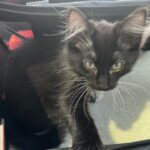 Yael Grobglas Instagram – Welcome home my new furry lil man, Noam! ❤️ 🐈‍⬛