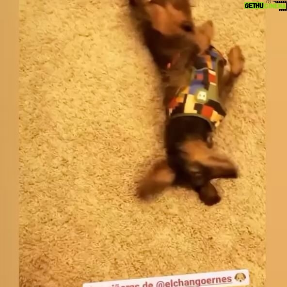 Yamila Reyna Instagram - Adivinen quien está de cumpleaños!!!🐶🎈 @elchangoernes Una década de vida mi fiel compañero, espero estés teniendo una vida feliz como la que me das tú cada día ! Feliz cumple Don Ernes y que cumplas muchos más! Te amo infinito🐶❤️