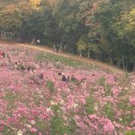 Yeo Joo-ha Instagram – Things that caught my interest
N the moments which how i sent this fall