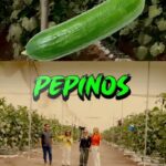 Yolanda Andrade Instagram - Pepinos 🥒 Gracias #flowerproduce #yosoysinaloa Las características del suelo, infraestructura de producción, empaque y el uso de riego de alta tecnología han permitido cumplir los estándares de calidad que el mercado internacional exige. @flor.rivas.ibarra @montserrat33 @yolandaamor