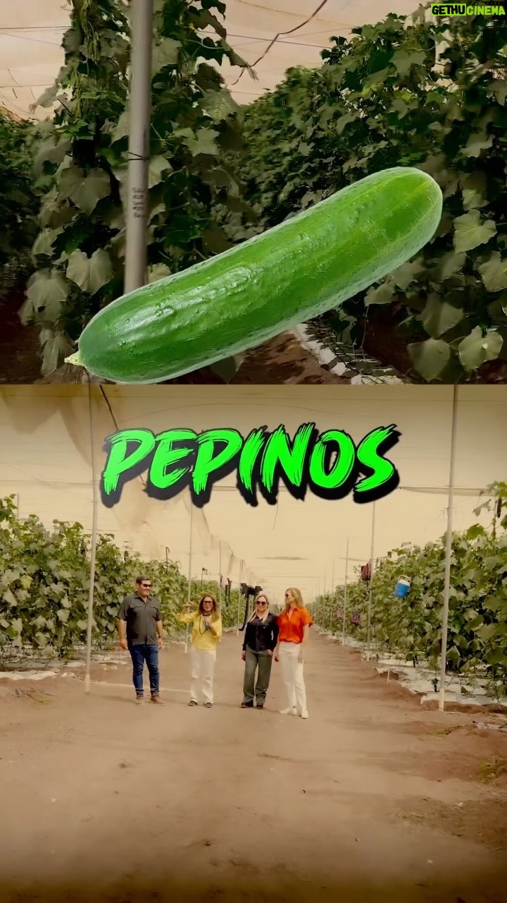 Yolanda Andrade Instagram - Pepinos 🥒 Gracias #flowerproduce #yosoysinaloa Las caracterÃsticas del suelo, infraestructura de producción, empaque y el uso de riego de alta tecnologÃa han permitido cumplir los estándares de calidad que el mercado internacional exige. @flor.rivas.ibarra @montserrat33 @yolandaamor