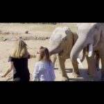 Yolanda Andrade Instagram - @ostoksanctuary 🐘 🐅 🦛 🐗🐒 Éste santuario ha rescatado más de 500 especies que fueron víctimas de tráfico animal, maltrato humano. Santuario de Vida y Protección ubicado a 20 km de la ciudad de Culiacan. 250 de las especies han sido liberadas a la vida silvestre . #yosoysinaloa 👉🏼 Video completo Canal YouTube Montserrat Oliver