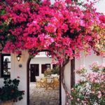 Yolanthe Cabau Instagram – Nature’s artwork 🌺 #Divine