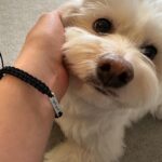 Yoon Bo-mi Instagram - 후추뽑뽀🫶 #설탕이얼빡 #유기동물후원팔찌 @ppottu_ppttu