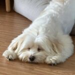 Yoon Bo-mi Instagram - 하.....내....심.....장🥹