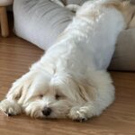 Yoon Bo-mi Instagram - 하.....내....심.....장🥹