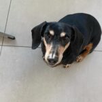 Yoon Seung-ah Instagram - 🩵 지구의 날_조금 더 아끼고 사랑하면 좋겠다. 아이슬란드 아이슬란드의 밤 레이카비크 라일락 좋아하는 노을 보고싶은 밤비 우리 틴틴이 머리 무슨일? 동안 부 _아프지마 생긴거랑 다르게 마이웨이 좋은것 만 보여주고 싶은 우리집 제일 귀여운 애 🩵