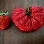 Yu Shirota Instagram – What the…

どんだけー

#こう見えて左の子もとっても大きいんだよ #イチゴ #苺  #fresa #strawberry #一粒5カロリーって知ってた ? #右の子はたぶん20カロリー #きゃわ